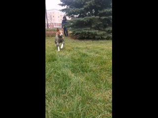 STYLISH DOG одежда для собак зимний комбинезон для Басенджи хаки.mp4