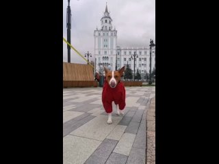 STYLISH DOG одежда для собак зимний комбинезон для Басенджи красный.mp4