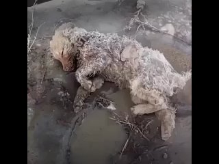 Щенок вмерз в лужу, но его спасли