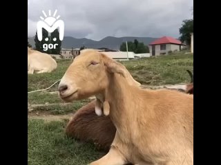 Рыжая дагестанская коза-селеба покоряет сердечки всех, кого встречает на пути