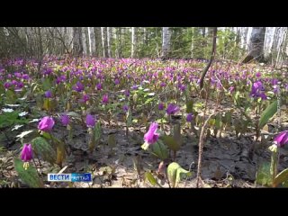 Выставка цветов из холодного фарфора открылась в Барнауле.