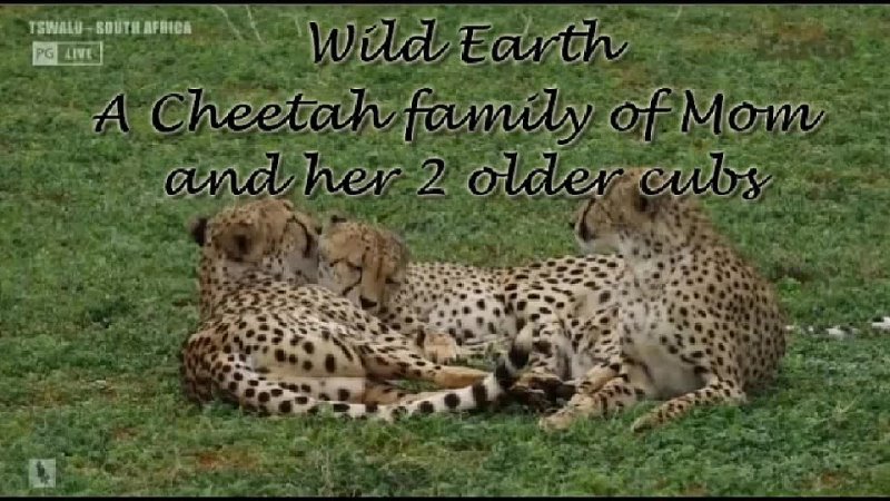 Wild Earth ~ Mom and 2 Older Cheetah Cubs! Jan 6 2021
