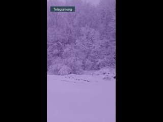 ️Снежная сказка пришла в Приморье - метель принесла первые снежинки на Дальний Восток