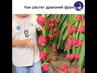 Этот фрукт, также известный как питайя или питайя гигантская, растет на кактусе гигантском. Вот некоторая информация о... (видео)