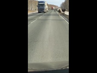 Сегодня на трассе Тюмень - Омск заметили семью лосей 

Рогатые судорожно перебегали дорогу. 

За сбитого лося в 2023г, водите