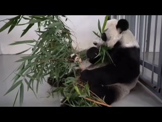 Директор Московского зоопарка ответила на переживания и опасения следящих за ростом маленькой панды – пол в вольере не холодный