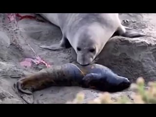 Реакция самки тюленя, когда поняла, что новорожденный тюленёнок жив