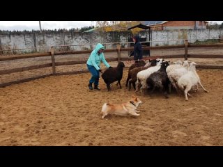 Фрай Винд Тревис (он же Элвис) и первые овечки в его жизни