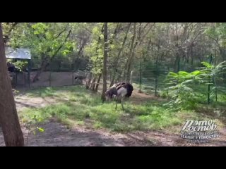 Страус Максим появился в зоопарке - Паблик «Это Ростов!»