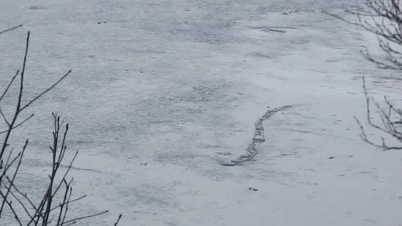 Lake monster seen in Iceland (uncut