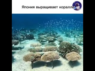 Производство и разведение кораллов является одной из активно развивающихся отраслей в Японии. В стране существуют... (видео)