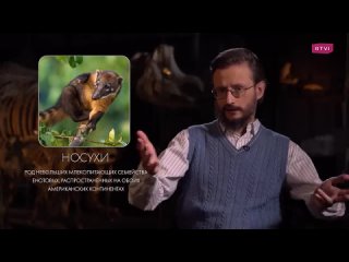 RTVI Развлечения Какие существа могли развить мозг так же, как и человек // Дробышевский