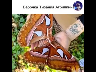 Эта бабочка является одной из самых крупных бабочек в мире. Она принадлежит к семейству ночных бабочек... (видео)