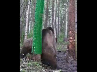 Фотоловушка засняла тверк медведя.