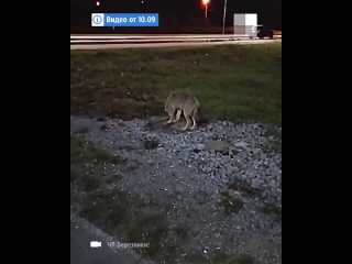 В Березниках в микрорайоне Усолье среди людей поселился волчонок - 29 сентября 2023 -