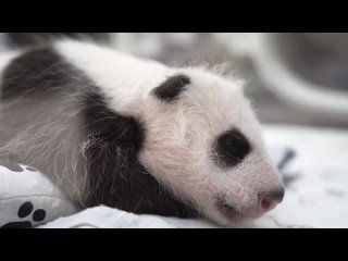 В Московском зоопарке родился первый в истории России детеныш большой панды.