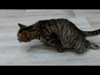 Видео от “ХАТИКО“ - скорая помощь животным! г. Красноярск
