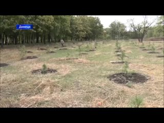 В парке имени Александра Захарченко высадили 300 саженцев кедра, привезенных из Кузбасса