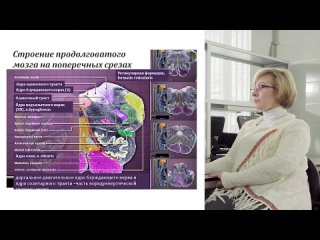 2.5 Обзор анатомии головного мозга человека - Ваколюк Ирина Анатольевна