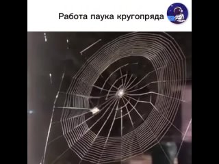 Он известен своими удивительными способностями по созданию паутин. Работа этого паука начинается с поиска и выбора... (видео)