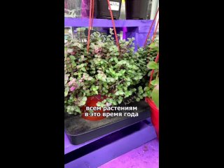 Видео от Семь Семян | Садовый супермаркет