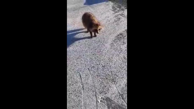 Видео от Рыбалка в Мурманске и и видео)