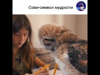 Во многих культурах сова ассоциируется с мудростью и знаниями. Это связано, прежде всего, с ее способностью видеть в... (видео)