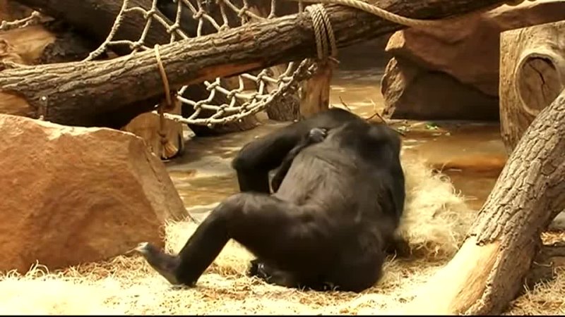 Gorila největší primát