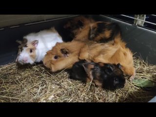 Видео от Питомник  Зоосвинки, кролики