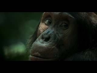 Империя Шимпанзе / Chimp Empire 3 серия (2023)