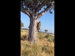 Леопард с добычей пытается взобраться на дерево.
