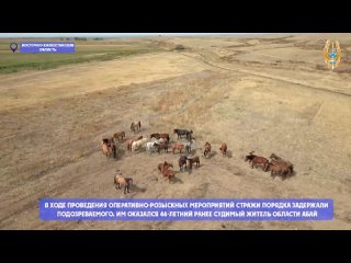 В Восточном Казахстане пропавший табун лошадей искали с вертолёта