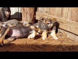 Видео от Приют для собак Рыжая моська