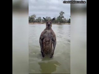 Спасая пса от изнасилования, австралиец вступил в драку с кенгуру посреди реки   В реке стоял 2-метр