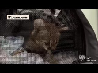Котёнка сервала задержали на таможне в Москве
