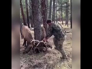 Мужики спасли двух оленей
