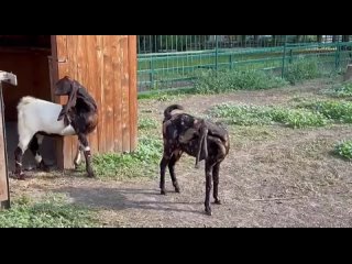 Козы с очень длинными ушами поселились в зоопарке Ростова