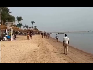 На египетском курорте акула укусила девушку