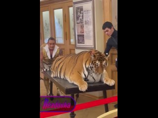 Большой Санкт-Петербургский цирк представил пышную тигрицу Марусю — объект всеобщего умиления и восхищения