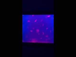 🐠Любуемся ушастыми медузами на экспозиции «Моря и Океаны» 🌊 Крокус Сити Океанариума.