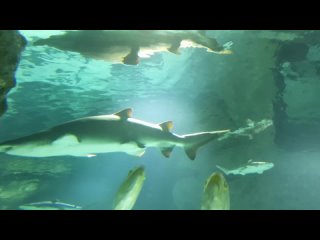 ТА САМАЯ Большая акула которая может съесть человека в воде, хищные рыбы в бассейне океанариума