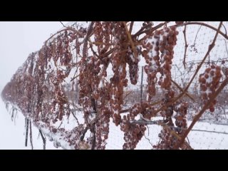 Сбор и переработка снежного винограда - Техника выращивания снежного винограда
