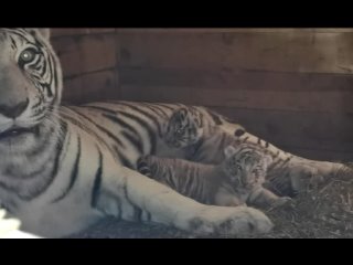 Бенгальских тигрят привезут в Краснодар из зоопарка Барнаула,  г.