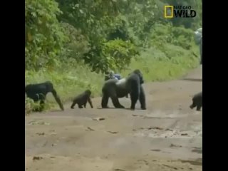 Самец гориллы перекрывает дорогу для того, чтобы прошла его семья