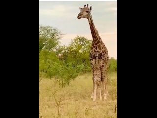 Самка жирафа защищает свое потомство