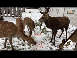 Снежный десерт, душ и обнимашки: питомцы челябинского зоопарка необычно встретили зиму