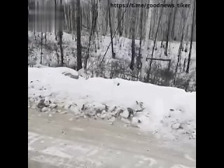 Тигрёнка спасли на трассе Хабаровск – Комсомольск-на-Амуре.