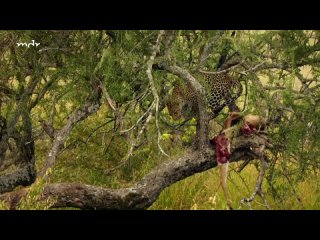 Naturfilme - MDR - Die Leopardin - Gejagte Jägerin (2)