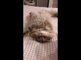 Видео от Шотландские&девон рекс кошки “Style Jasmine“