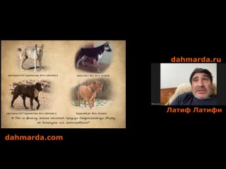 Вся правда о приотарных собаках Таджикистана - интервью Алихон и Латифа Латифи